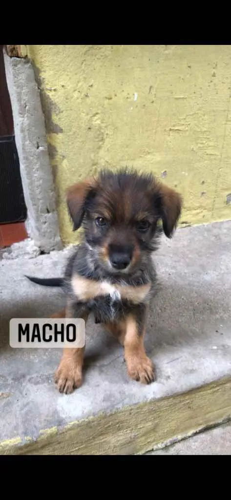 Cachorro ra a  idade 2 a 6 meses nome Filhotes 