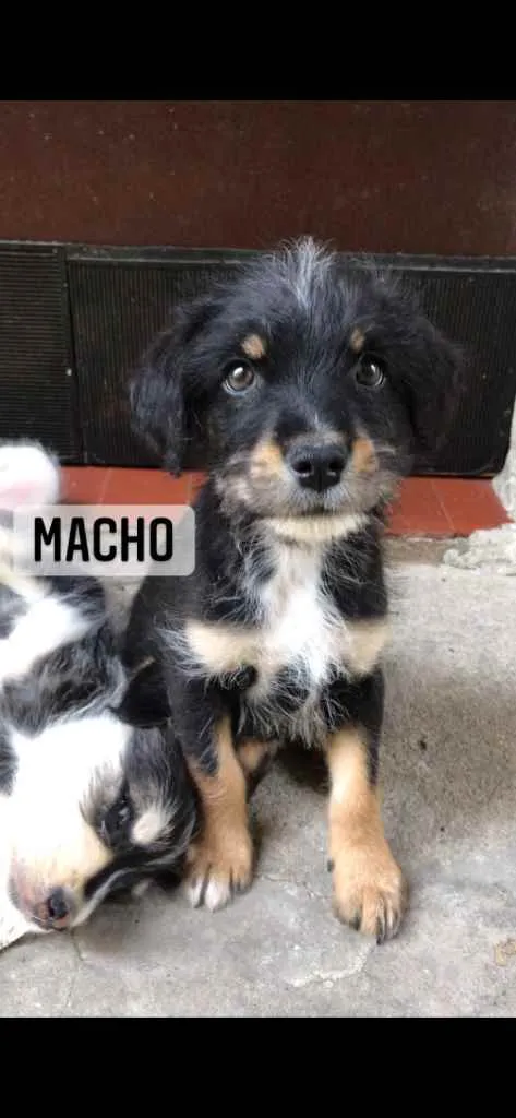 Cachorro ra a  idade 2 a 6 meses nome Filhotes 