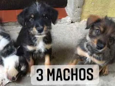 Cachorro ra a  idade 2 a 6 meses nome Filhotes 