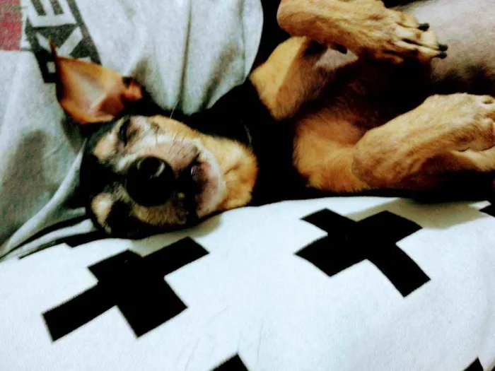 Cachorro raça Pincher idade 6 ou mais anos nome Scooby