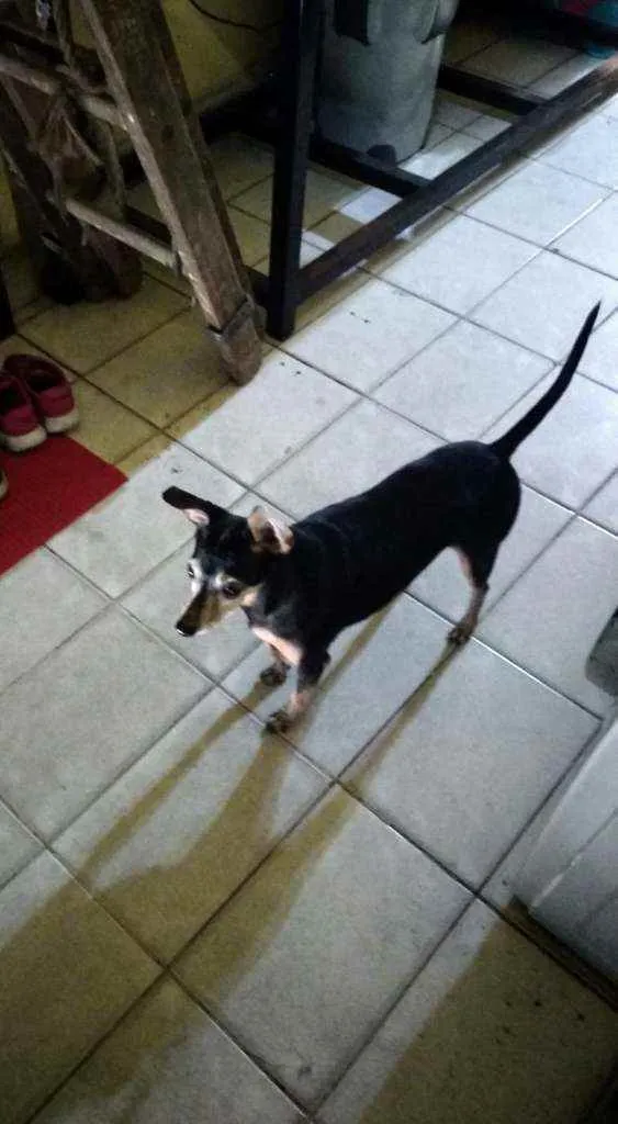 Cachorro raça Pincher idade 6 ou mais anos nome Scooby