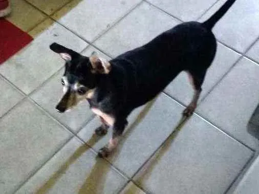 Cachorro raça Pincher idade 6 ou mais anos nome Scooby