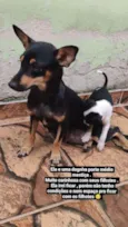 Lorinho