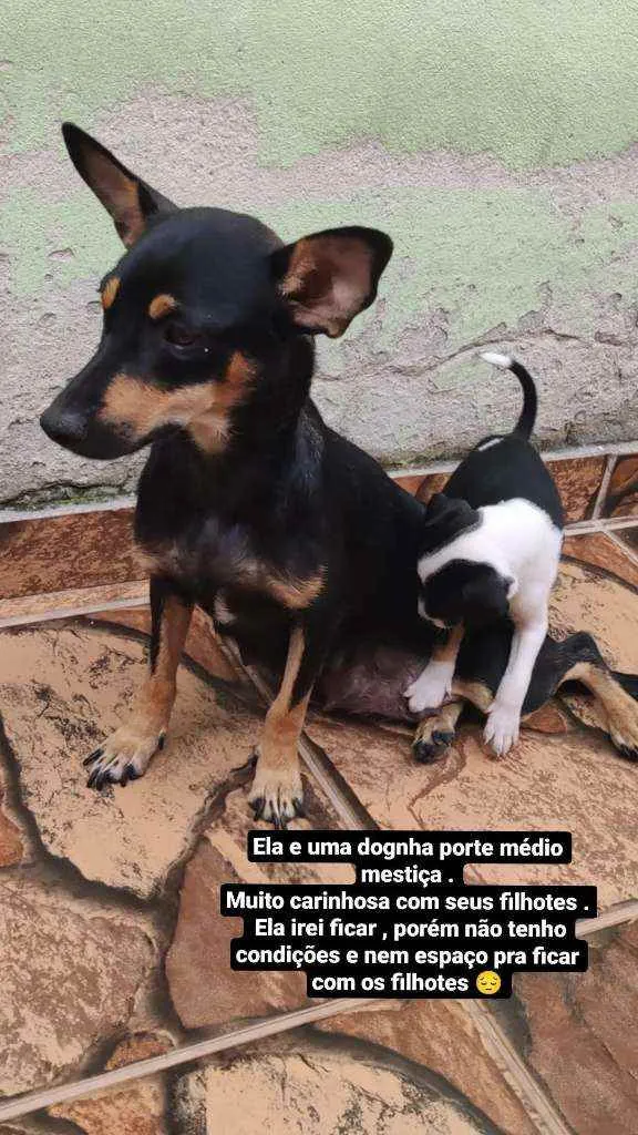 Cachorro raça Mestiço idade 2 a 6 meses nome Lorinho