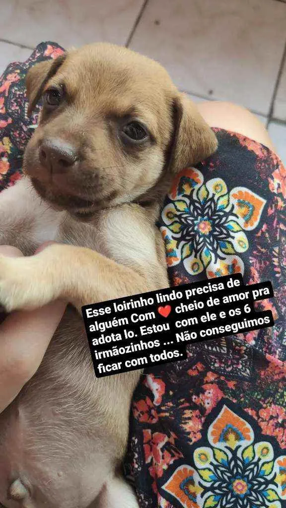Cachorro raça Mestiço idade 2 a 6 meses nome Denzel