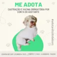 Cachorro raça Srd idade 4 anos nome Ziek
