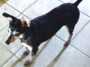 Cachorro raça Pincher idade 6 ou mais anos nome Scooby
