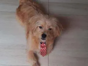 Cachorro raça Mistura de Shitzu com vira lat idade 4 anos nome Rocky