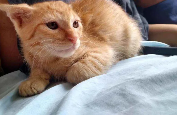 Gato raça Vira lata idade 2 a 6 meses nome Bolinho e Caramelo