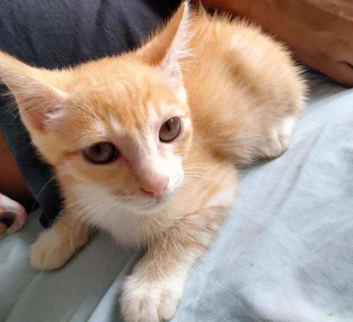 Gato raça Vira lata idade 2 a 6 meses nome Bolinho e Caramelo