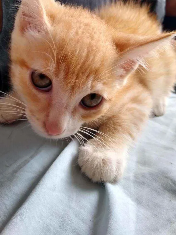 Gato raça Vira lata idade 2 a 6 meses nome Bolinho e Caramelo