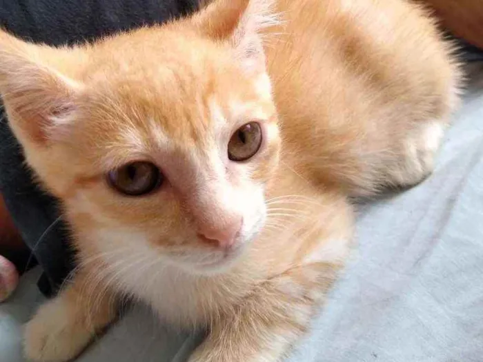 Gato raça Vira lata idade 2 a 6 meses nome Bolinho e Caramelo