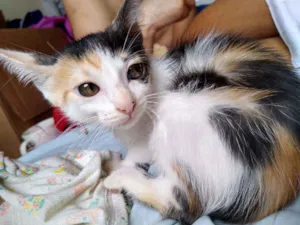 Gato raça Vira lata idade 2 a 6 meses nome Florzinha