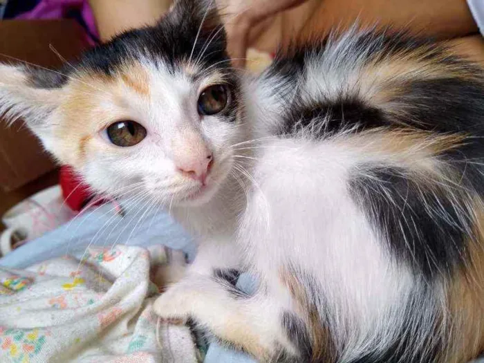 Gato raça Vira lata idade 2 a 6 meses nome Florzinha