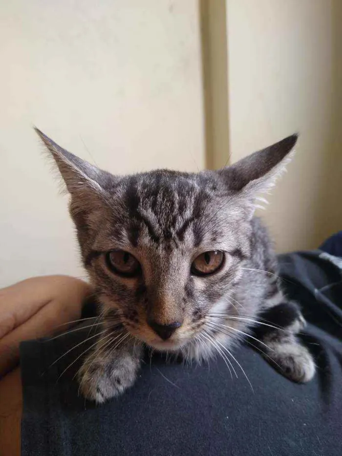 Gato raça Vira lata idade 2 a 6 meses nome Thor e Bubble