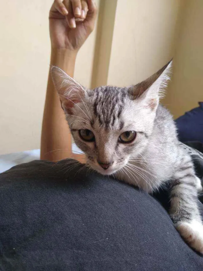 Gato raça Vira lata idade 2 a 6 meses nome Thor e Bubble