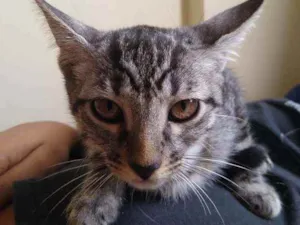 Gato raça Vira lata idade 2 a 6 meses nome Thor e Bubble
