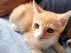 Gato raça Vira lata idade 2 a 6 meses nome Bolinho e Caramelo