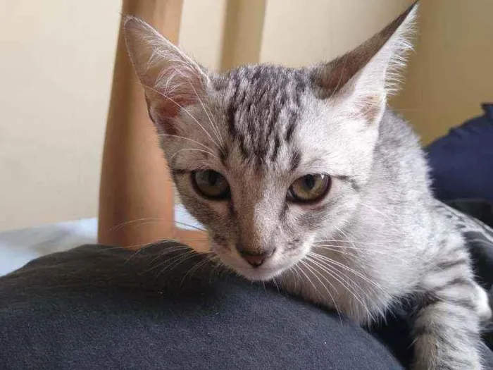Gato raça Vira lata idade 2 a 6 meses nome Thor e Bubble
