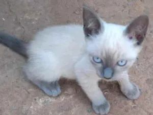 Gato raça srd idade Abaixo de 2 meses nome Machinhos