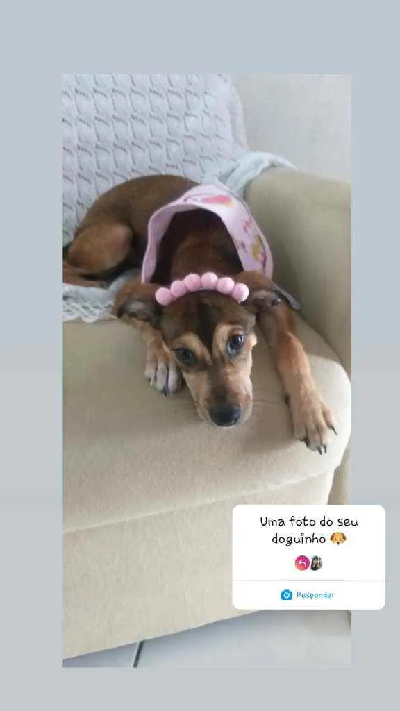 Cachorro ra a Vira lata idade 2 a 6 meses nome Amora maria