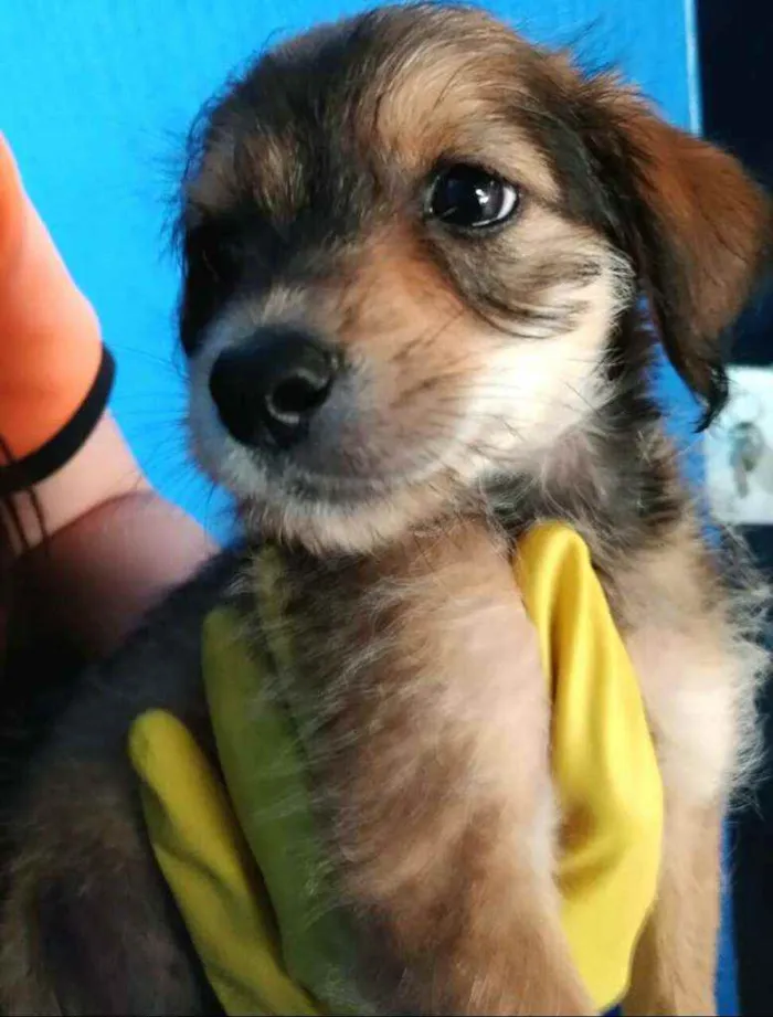 Cachorro raça  idade 2 a 6 meses nome Filhotes Célia 