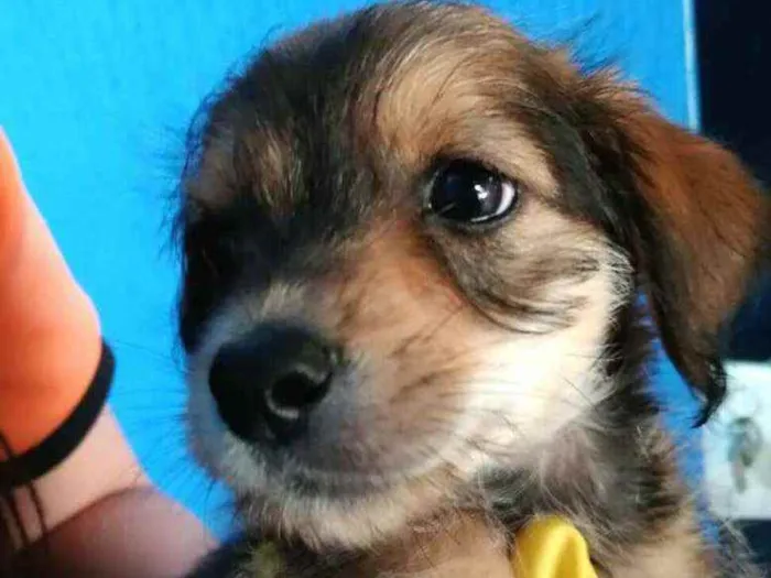 Cachorro raça  idade 2 a 6 meses nome Filhotes Célia 