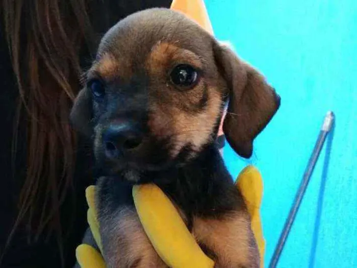 Cachorro raça  idade 2 a 6 meses nome Filhotes Célia 