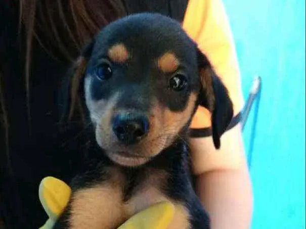 Cachorro raça  idade 2 a 6 meses nome Filhotes Célia 