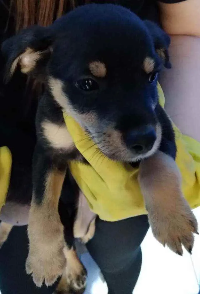 Cachorro raça  idade 2 a 6 meses nome Filhotes Célia 