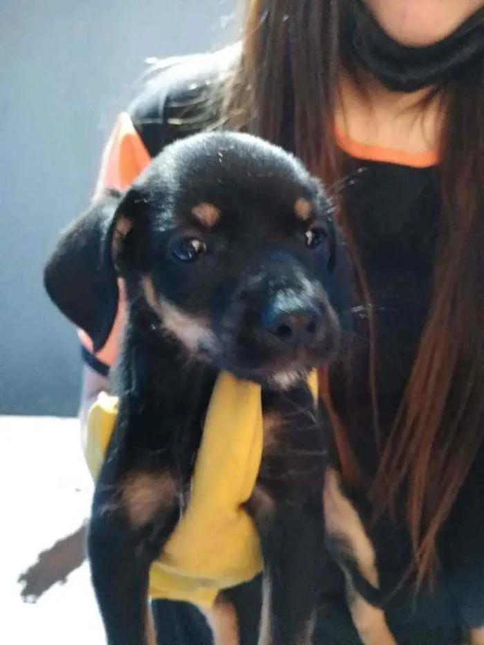 Cachorro raça  idade 2 a 6 meses nome Filhotes Célia 