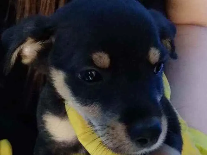 Cachorro raça  idade 2 a 6 meses nome Filhotes Célia 