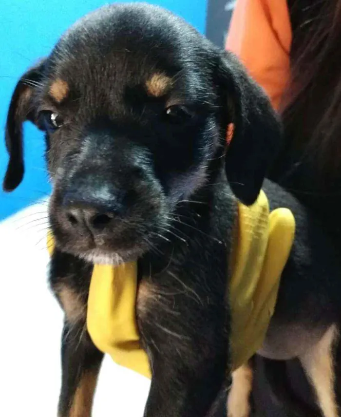 Cachorro raça  idade 2 a 6 meses nome Filhotes Célia 
