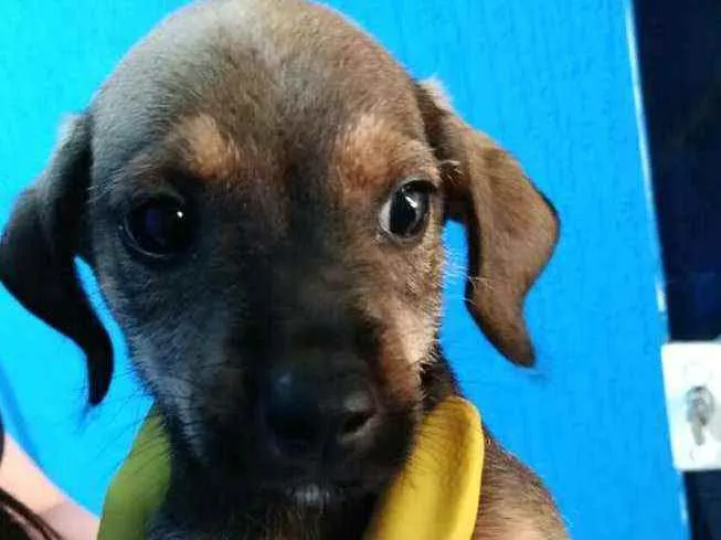 Cachorro raça  idade 2 a 6 meses nome Filhotes Célia 
