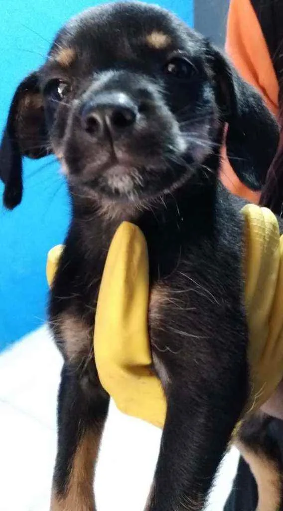 Cachorro raça  idade 2 a 6 meses nome Filhotes Célia 