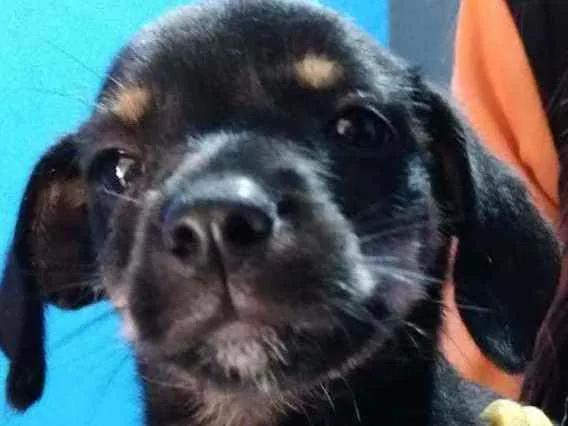 Cachorro raça  idade 2 a 6 meses nome Filhotes Célia 
