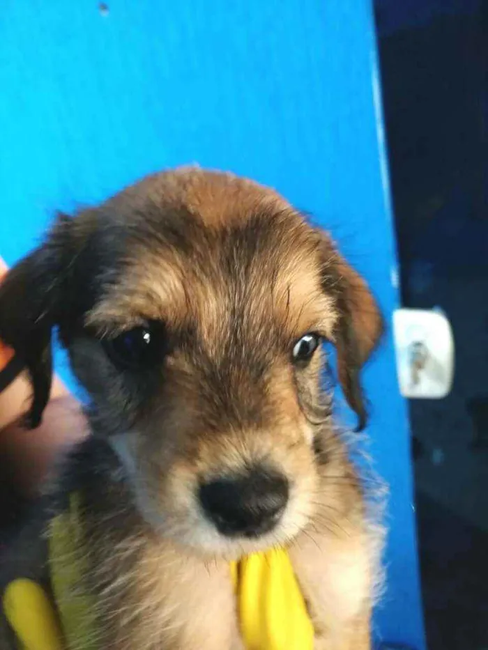 Cachorro raça  idade 2 a 6 meses nome Filhotes Célia 