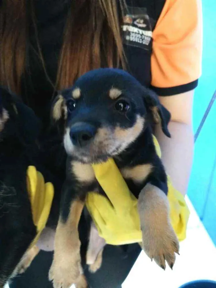 Cachorro raça  idade 2 a 6 meses nome Filhotes Célia 