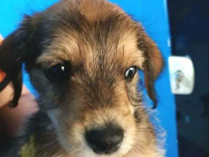 Cachorro raça  idade 2 a 6 meses nome Filhotes Célia 