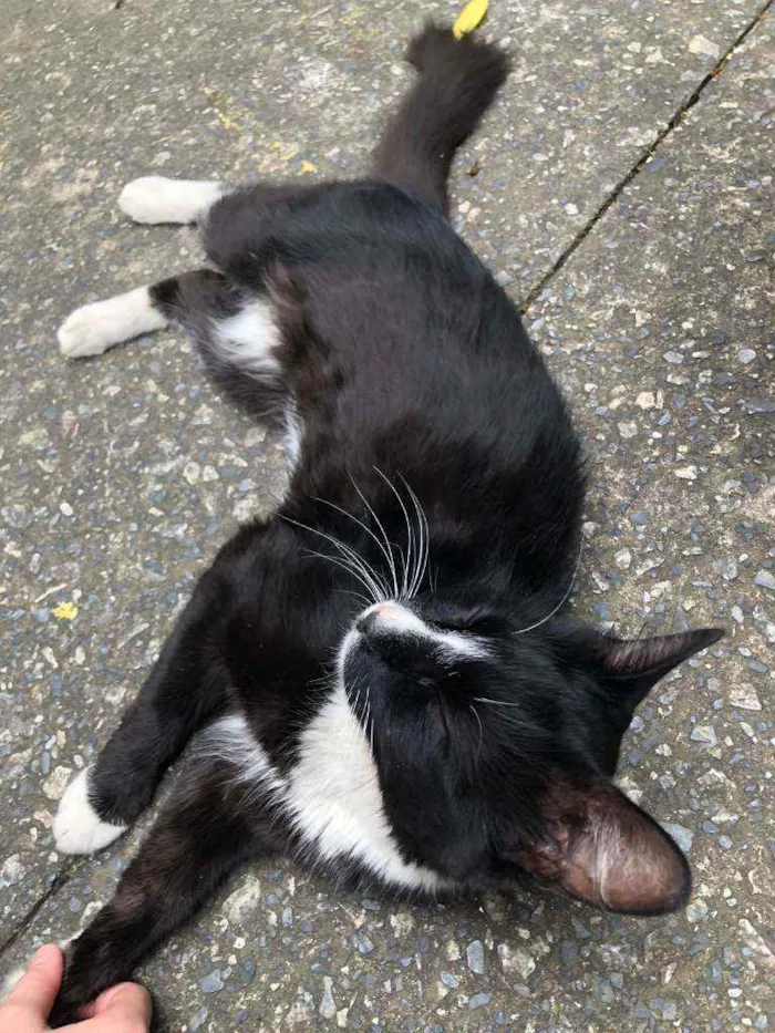 Gato ra a Sem raça definida idade  nome Freizinho