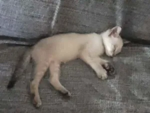 Gato raça SRD idade Abaixo de 2 meses nome Branquinha
