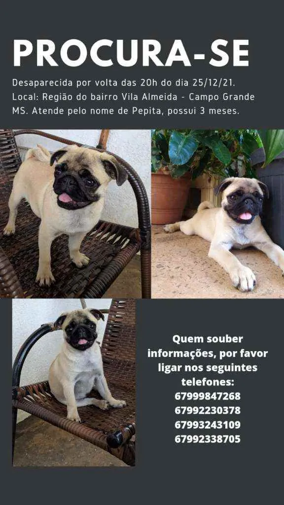 Cachorro ra a Pug idade 2 a 6 meses nome Pepita