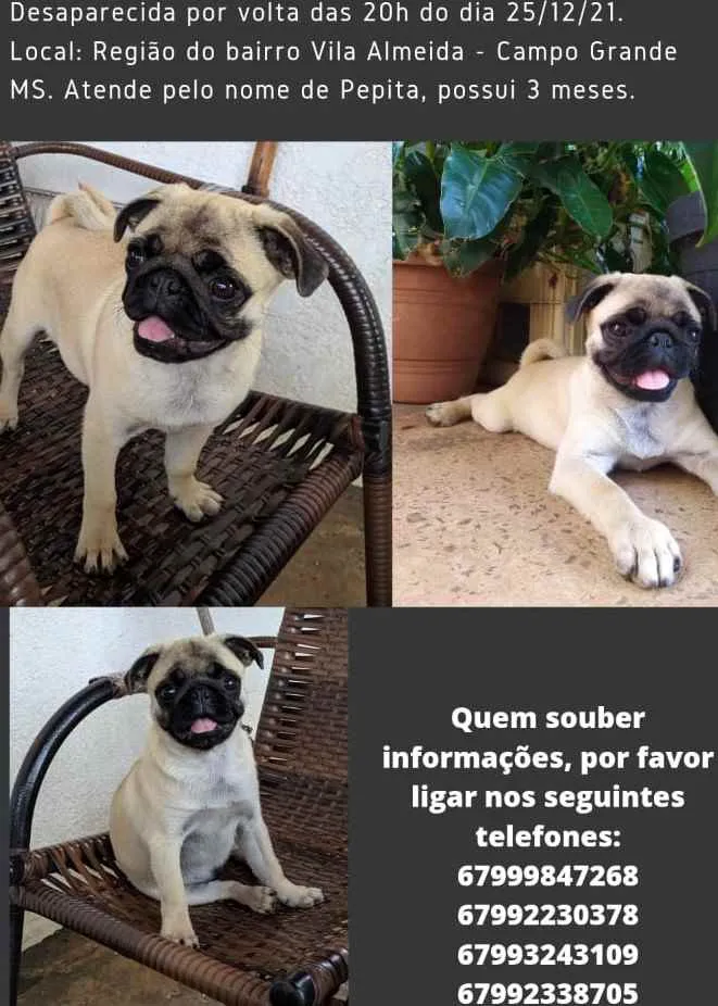 Cachorro ra a Pug idade 2 a 6 meses nome Pepita