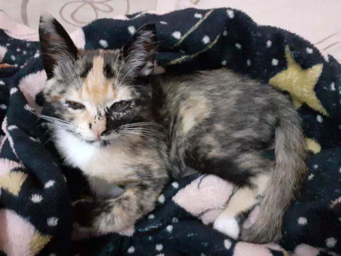 Gato raça Mestiça  idade 2 a 6 meses nome Mel