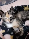 Mel