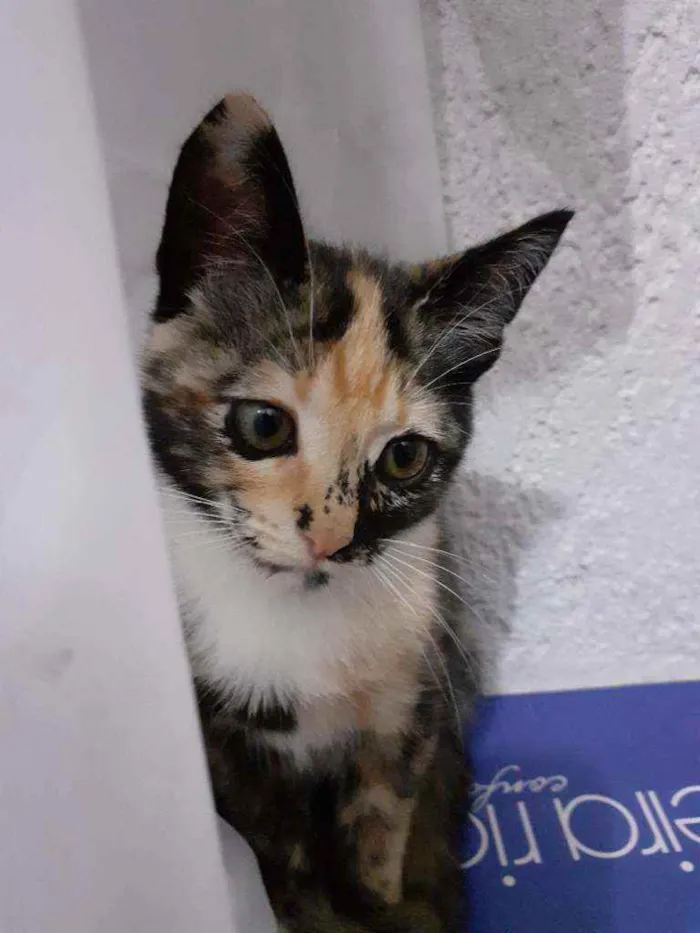 Gato raça Mestiça  idade 2 a 6 meses nome Mel