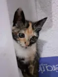 Mel