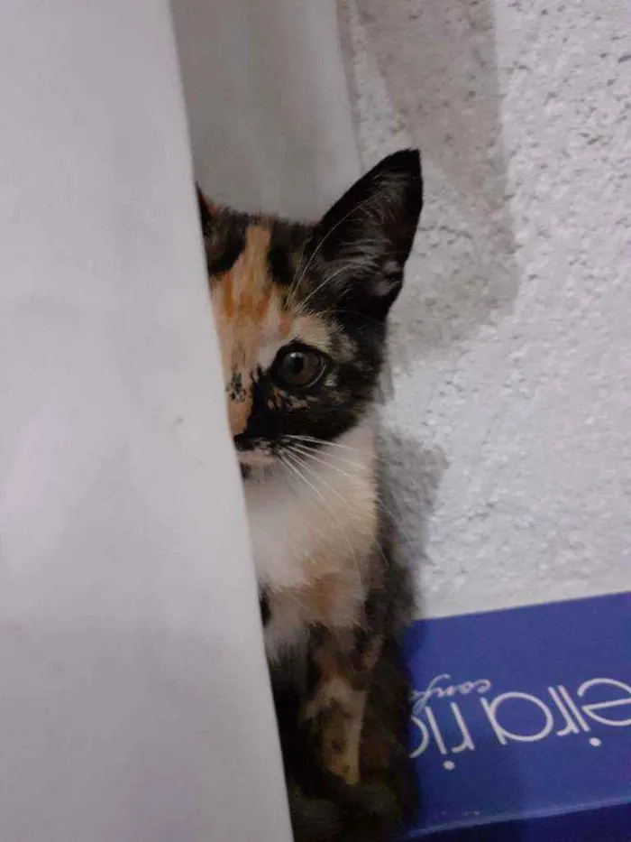 Gato raça Mestiça  idade 2 a 6 meses nome Mel