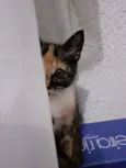 Mel