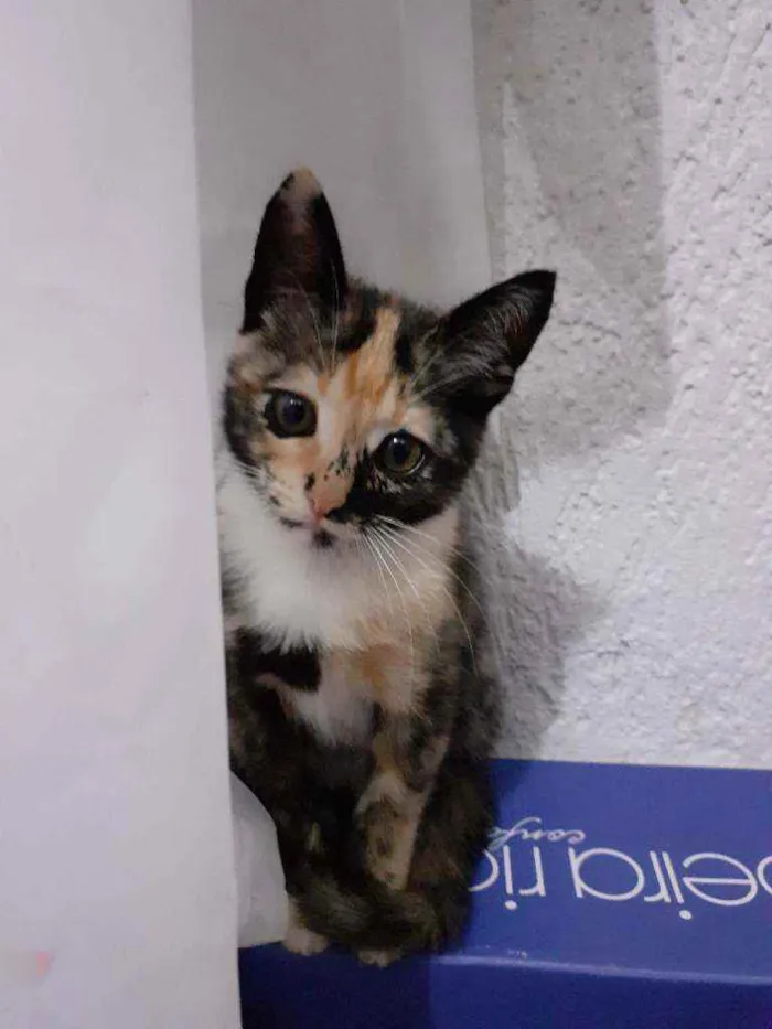 Gato raça Mestiça  idade 2 a 6 meses nome Mel